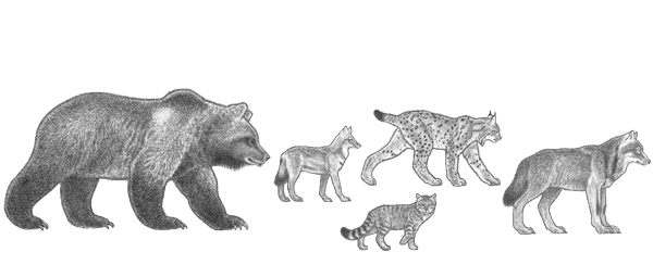 Kora